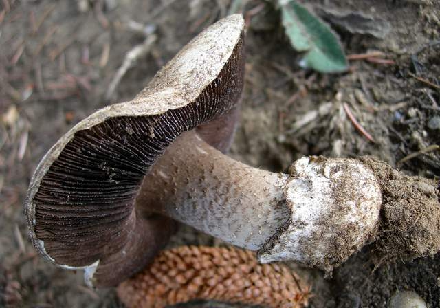 Agaricus pequinii    (Boud.)    Singer